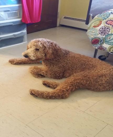 Scout Lives in a RETIREMENT HOME